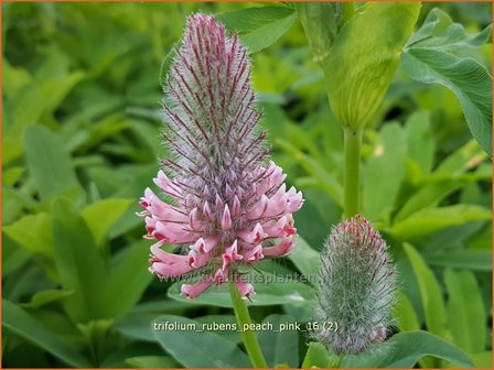 Trifolium rubens &#039;Peach Pink&#039; | Purperrode klaver, Klaver | Purpurklee