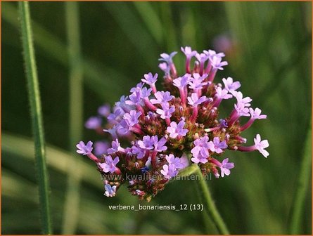 Verbena bonariensis | IJzerhard | Hohes Eisenkraut