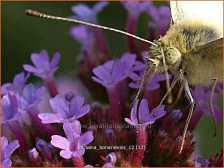 Verbena bonariensis | IJzerhard | Hohes Eisenkraut