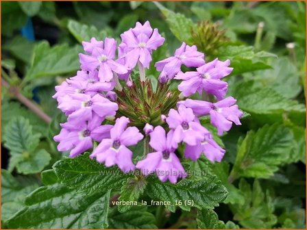 Verbena 'La France' | IJzerhard | Eisenkraut