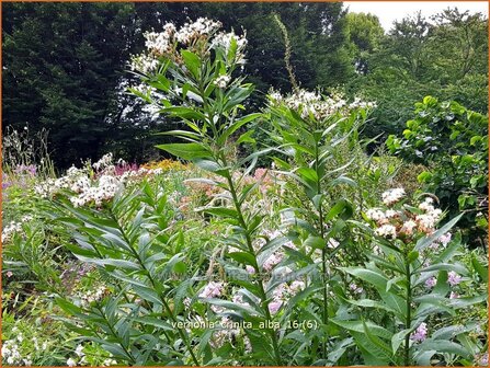 Vernonia crinita &#039;Alba&#039; | IJzerkruid | Arkansas-Scheinaster