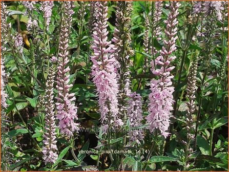 Veronica longifolia &#039;Pink Damask&#039; | Lange ereprijs, Ereprijs | Langbl&auml;ttriger Ehrenpreis