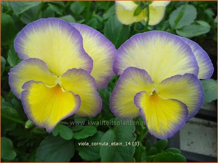 Viola cornuta &#039;Etain&#039; | Hoornviooltje, Viooltje | Hornveilchen
