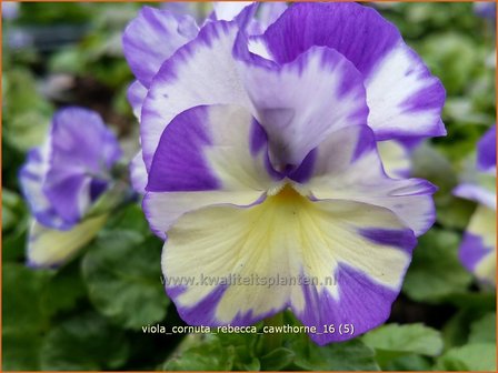 Viola cornuta &#039;Rebecca Cawthorne&#039; | Hoornviooltje, Viooltje | Hornveilchen
