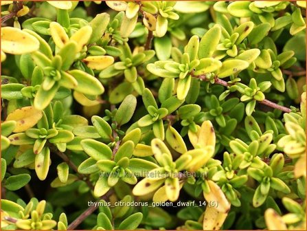 Thymus citriodorus 'Golden Dwarf' | Citroentijm, Tijm | Zitronen-Thymian