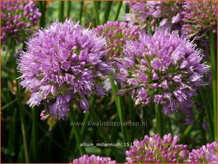 Allium 'Millenium' | Sierui, Look | Lauch