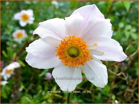 Anemone &#039;Ruffled Swan&#039; | Anemoon | Anemone