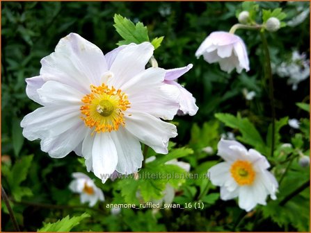 Anemone &#039;Ruffled Swan&#039; | Anemoon | Anemone