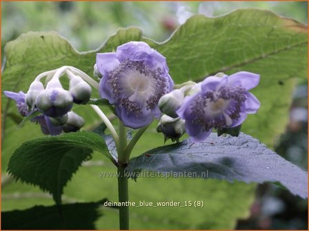 Deinanthe &#039;Blue Wonder&#039; | Schijnhortensia | Blaubl&uuml;hende Scheinhortensie