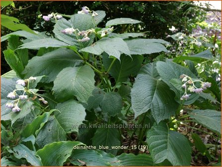 Deinanthe 'Blue Wonder' | Schijnhortensia | Blaublühende Scheinhortensie