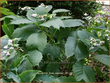 Deinanthe &#039;Blue Wonder&#039; | Schijnhortensia | Blaubl&uuml;hende Scheinhortensie