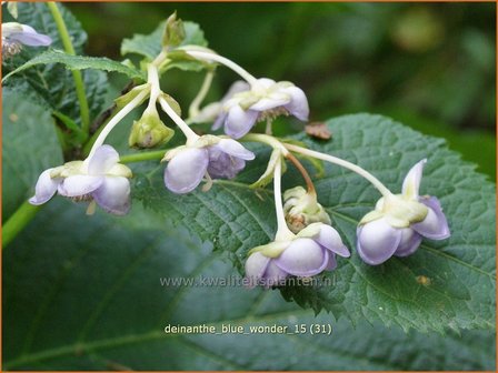 Deinanthe &#039;Blue Wonder&#039; | Schijnhortensia | Blaubl&uuml;hende Scheinhortensie