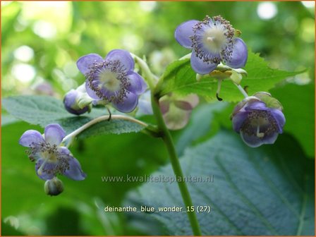 Deinanthe &#039;Blue Wonder&#039; | Schijnhortensia | Blaubl&uuml;hende Scheinhortensie