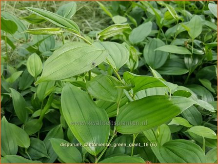 Disporum cantoniense &#039;Green Giant&#039; | Feengl&ouml;ckchen