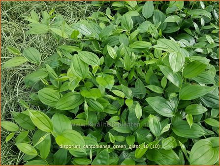 Disporum cantoniense &#039;Green Giant&#039; | Feengl&ouml;ckchen