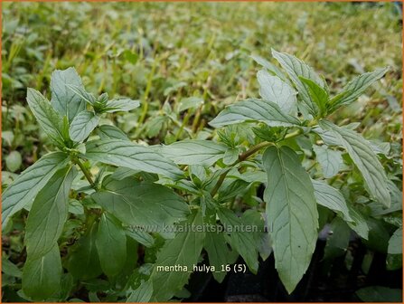 Mentha 'Hulya' | Munt | Minze
