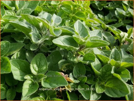Origanum vulgare subsp. hirtum | Oregano, Marjolein, Majoraan | Borstiger Dost