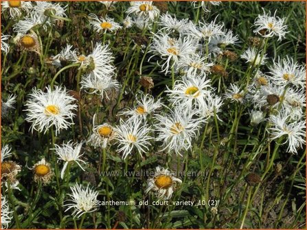 Leucanthemum &#039;Old Court Variety&#039; | Margriet