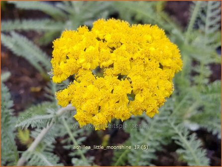 Achillea &#039;Little Moonshine&#039; | Duizendblad | Garbe