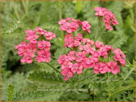 Achillea millefolium 'Apricot Delight' | Duizendblad | Gewöhnliche Schafgarbe