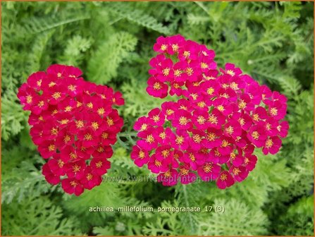 Achillea &#039;Pomegranate&#039; | Duizendblad | Garbe