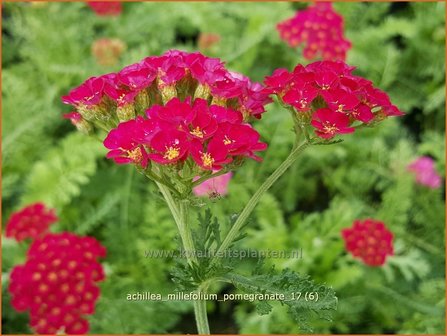 Achillea &#039;Pomegranate&#039; | Duizendblad | Garbe