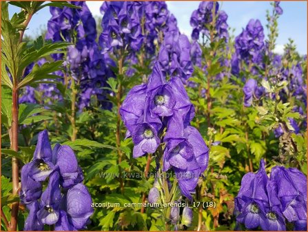 Aconitum cammarum &#039;Arendsii&#039; | Monnikskap | Eisenhut