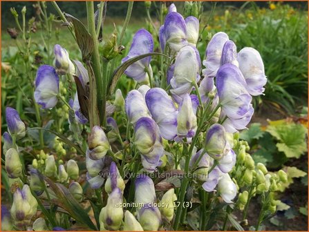 Aconitum &#039;Cloudy&#039; | Monnikskap | Eisenhut