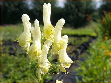 Aconitum lamarckii | Monnikskap | Hahnenfußblättriger Eisenhut