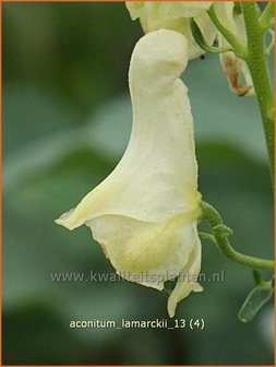Aconitum lamarckii | Monnikskap | Hahnenfußblättriger Eisenhut