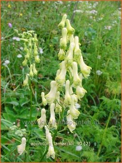 Aconitum lamarckii | Monnikskap | Hahnenfußblättriger Eisenhut