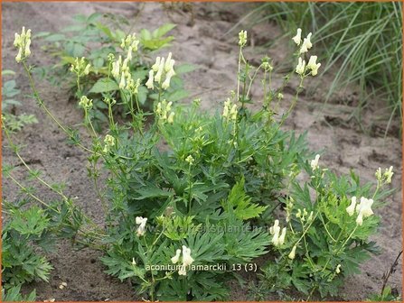 Aconitum lamarckii | Monnikskap | Hahnenfußblättriger Eisenhut