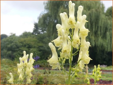 Aconitum lamarckii | Monnikskap | Hahnenfußblättriger Eisenhut
