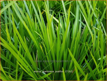 Acorus gramineus 'Pusillus' | Kalmoes | Grasartiger Kalmus