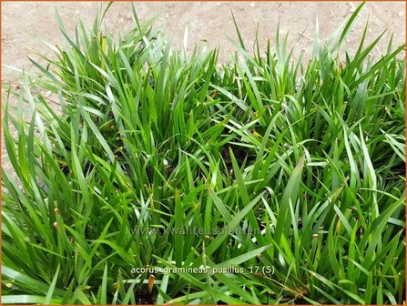 Acorus gramineus 'Pusillus' | Kalmoes | Grasartiger Kalmus