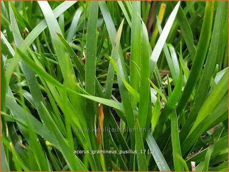 Acorus gramineus 'Pusillus' | Kalmoes | Grasartiger Kalmus