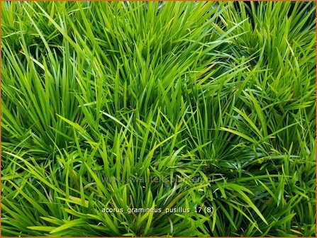 Acorus gramineus 'Pusillus' | Kalmoes | Grasartiger Kalmus
