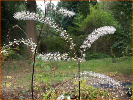 Actaea &#039;Queen of Sheba&#039; | Zilverkaars, Oktoberkaars, Christoffelkruid | Oktober-Silberkerze