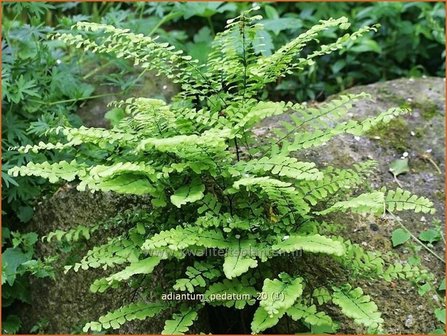 Adiantum pedatum | Venushaar, Hoefijzervaren, Vrouwenhaar | Pfauenradfarn