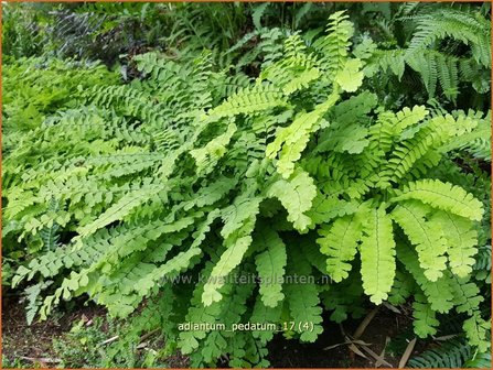 Adiantum pedatum | Venushaar, Hoefijzervaren, Vrouwenhaar | Pfauenradfarn