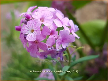 Aethionema armenum &#039;Warley Rose&#039; | Steenkers | Anatolien-Steint&auml;schel