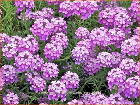 Aethionema armenum &#039;Warley Rose&#039; | Steenkers | Anatolien-Steint&auml;schel