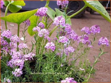 Aethionema armenum &#039;Warley Rose&#039; | Steenkers | Anatolien-Steint&auml;schel