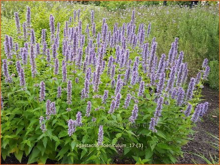 Agastache foeniculum | Dropplant, Anijsnetel | Anis-Duftnessel