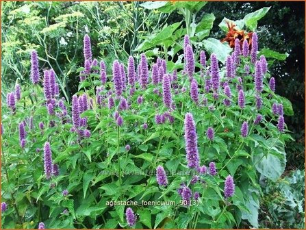Agastache foeniculum | Dropplant, Anijsnetel | Anis-Duftnessel