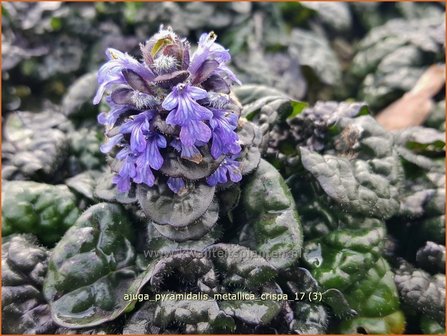 Ajuga pyramidalis &#039;Metallica Crispa&#039; | Zenegroen | Pyramiden-G&uuml;nsel