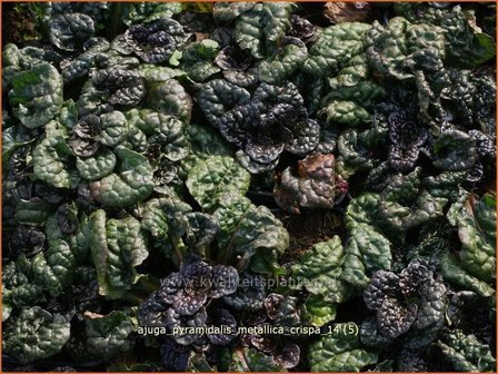 Ajuga pyramidalis &#039;Metallica Crispa&#039; | Zenegroen | Pyramiden-G&uuml;nsel