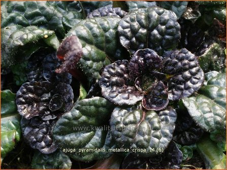 Ajuga pyramidalis &#039;Metallica Crispa&#039; | Zenegroen