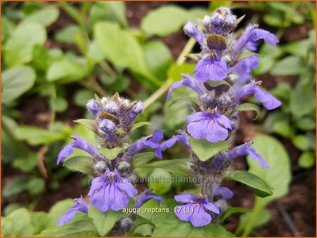 Ajuga reptans | Zenegroen | Kriechender G&uuml;nsel