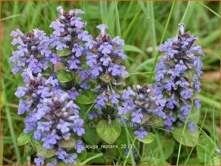 Ajuga reptans | Zenegroen | Kriechender G&uuml;nsel